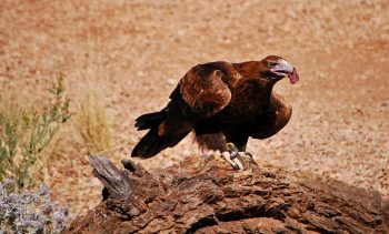 Binns Track and Lake Argyle Tour - Pindan Tours