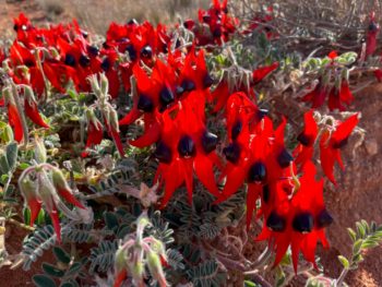 A cluster of Sturt Desert Peas - Pindan Tours Goog's Track Tour