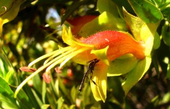 Macro Photography - Eremophila Duttoni